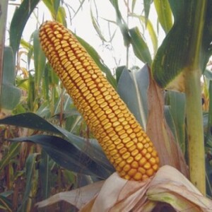 Kukuruz za zrno FAO 200