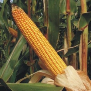 Kukuruz za zrno FAO 500