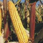 Kukuruz za zrno FAO 600