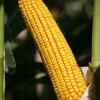 Kukuruz za zrno FAO 700