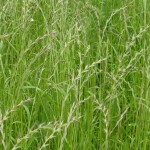 Ljulj talijanski (Mnogocvjetni ljulj)