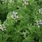 Lupina bijela slatka