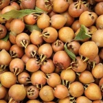 Mušmula