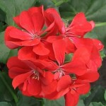 Pelargonija
