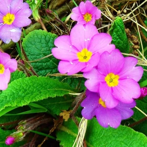 Primula