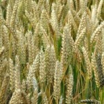 Pšenica jara obična