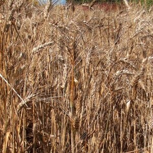 Pšenica jara tvrda