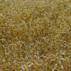 Pšenica ozima obična