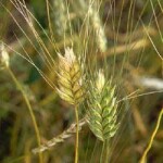 Pšenica ozima tvrda