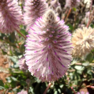 Ptilotus