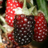 Rubus hibridi