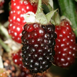 Hibrid kupine i maline