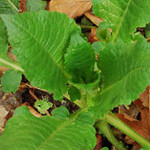 Špinat zimski, kiselica