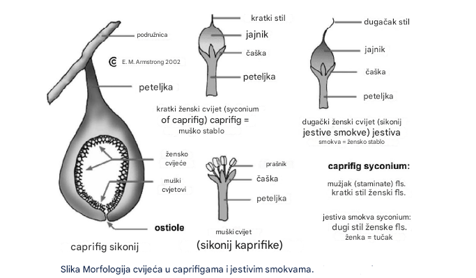 slika morfologija cvijeća u caprifigama i jestivim smokvama