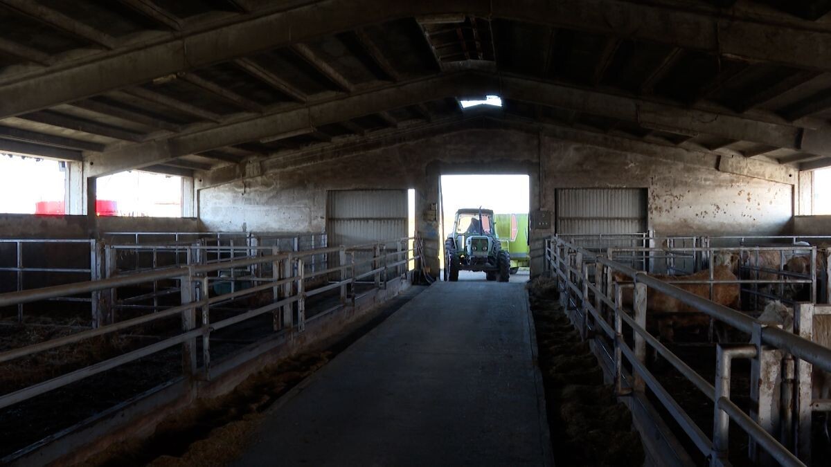 štala sa bikovima u tovu, na ulazru traktor