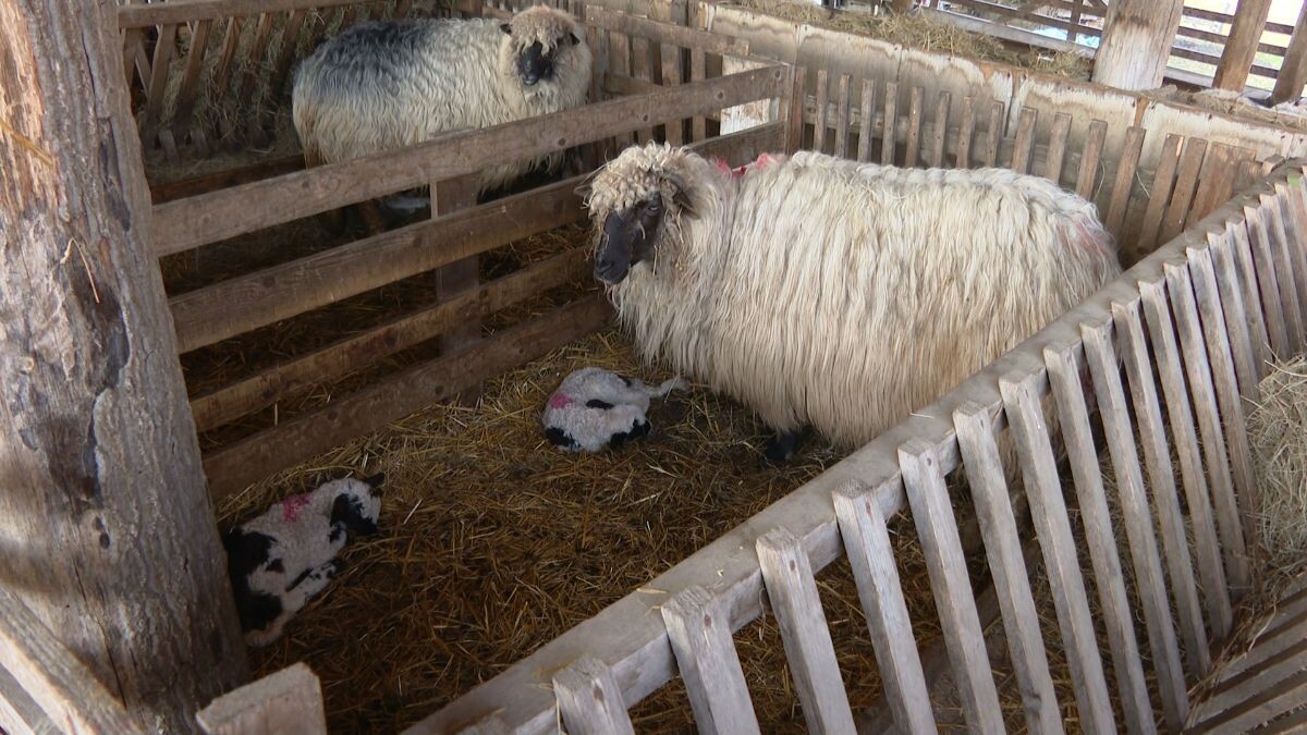 ovce i jagnjad u štali