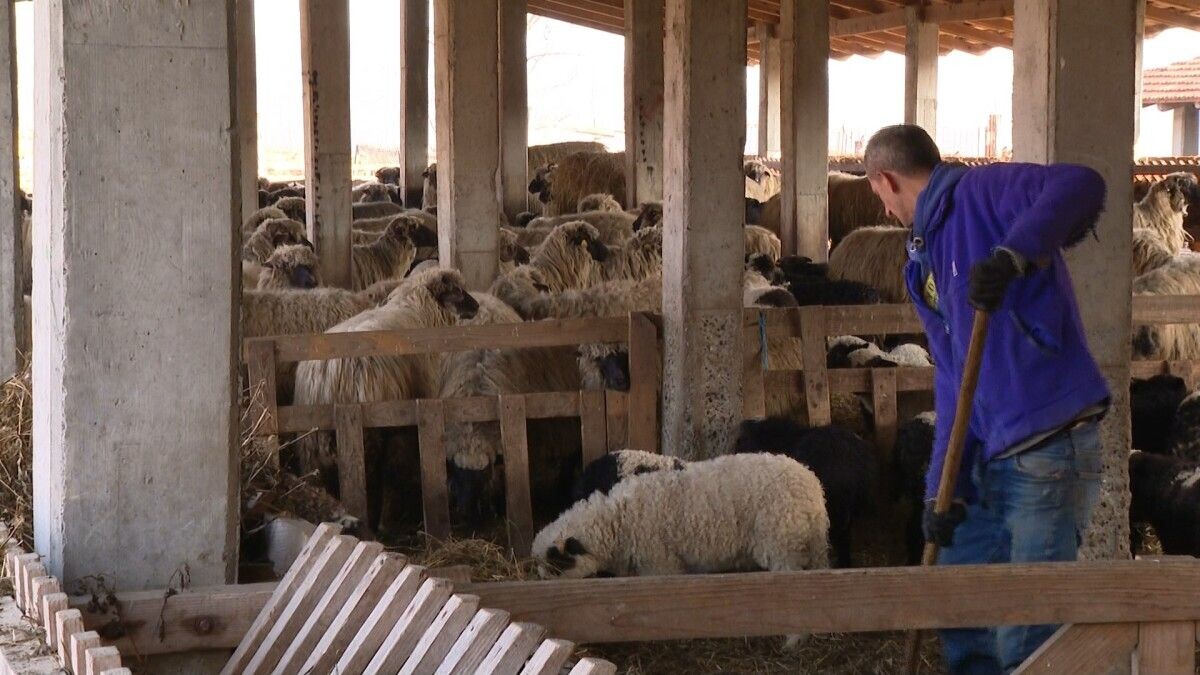 čovjek u štali s ovcama