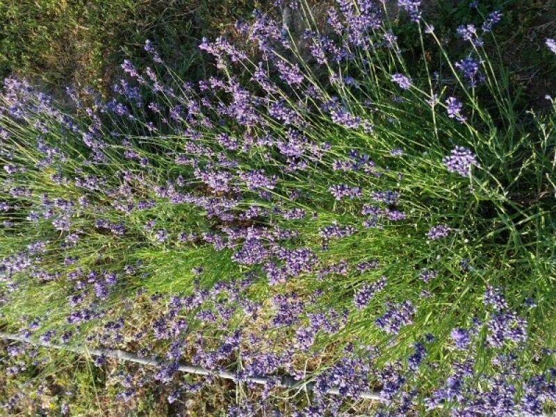 Novi Travnik 15.07.2015 Zid Helena Vidak Agroklub.ba