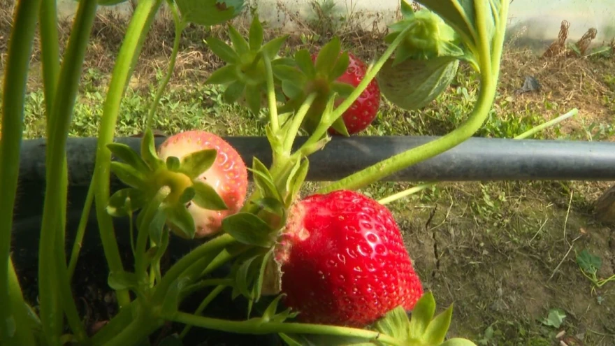 jagode