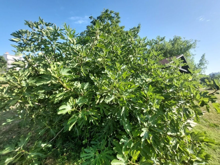 smokva