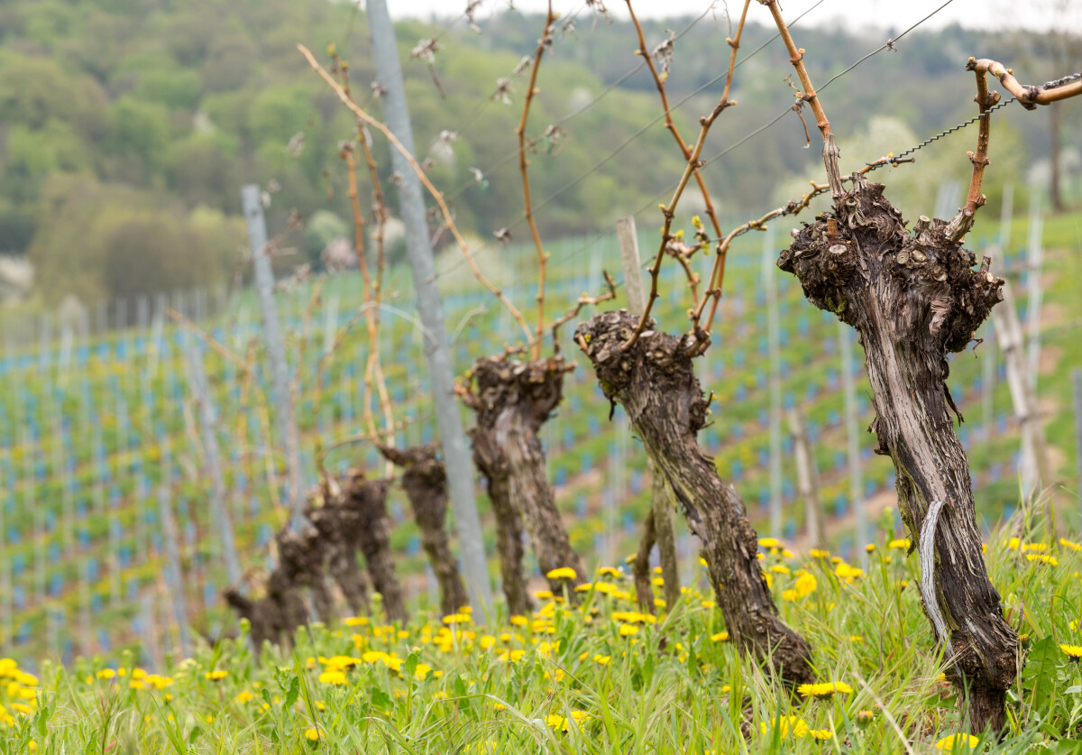 Vinograd u proljeće