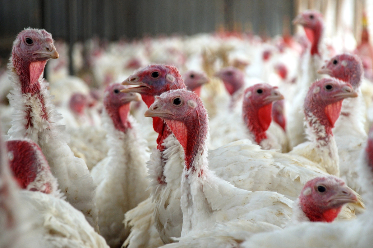 Potvrđena ptičja gripa na slavonskoj farmi sa 64 tisuće purana, evo koji su  simptomi - Stočarstvo | Agroklub.com