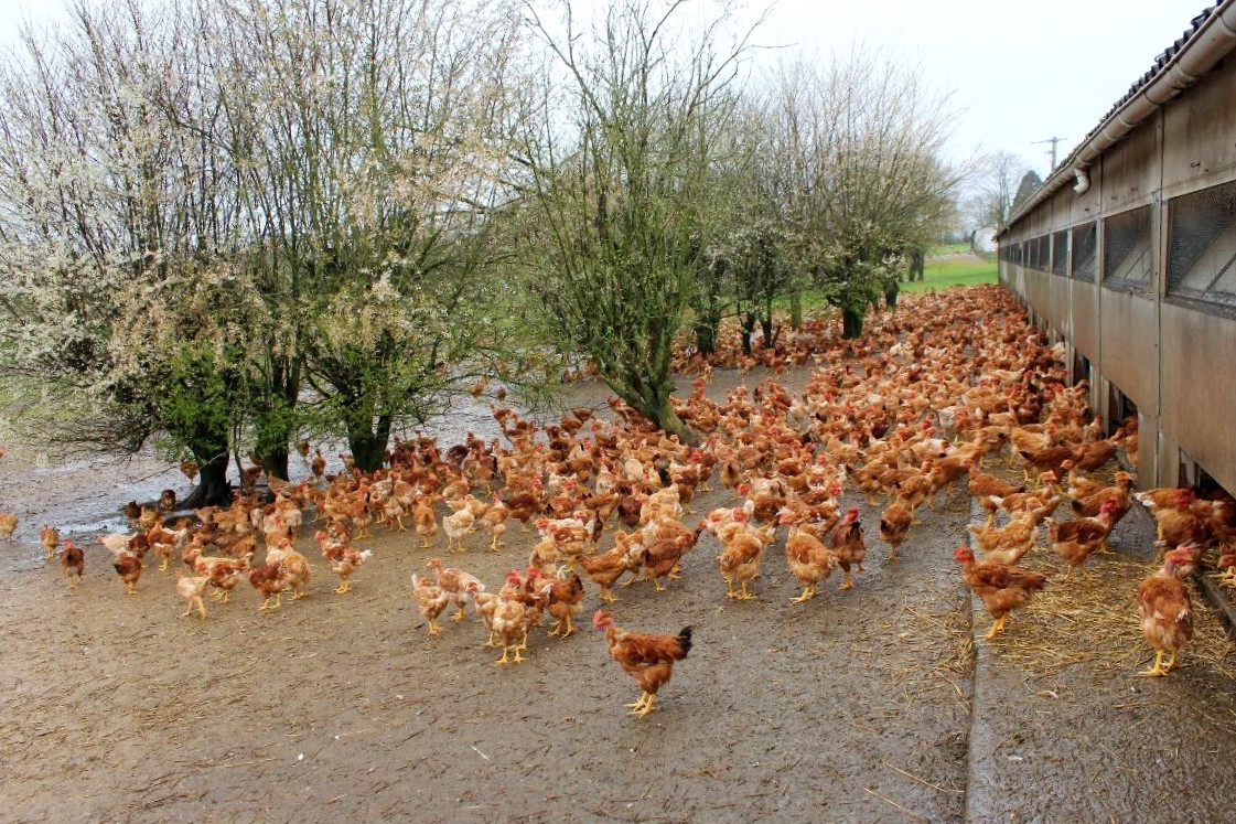 kokoške ispred farme na otvorenom