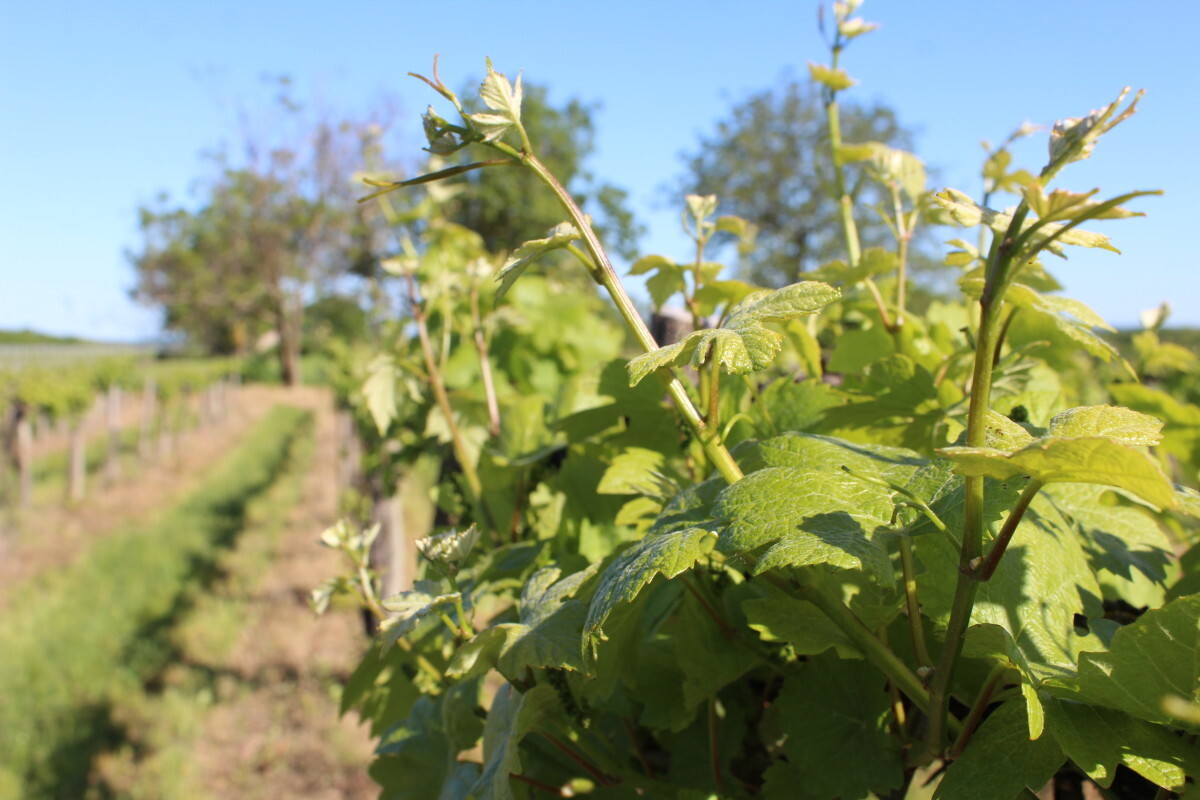Vinograd