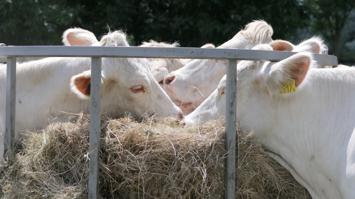 Otvoren prvi reprocentar za goveda rase šarole u Srbiji - Stočarstvo ...