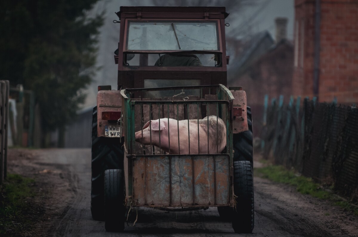 traktor sa korpom sa svinjom