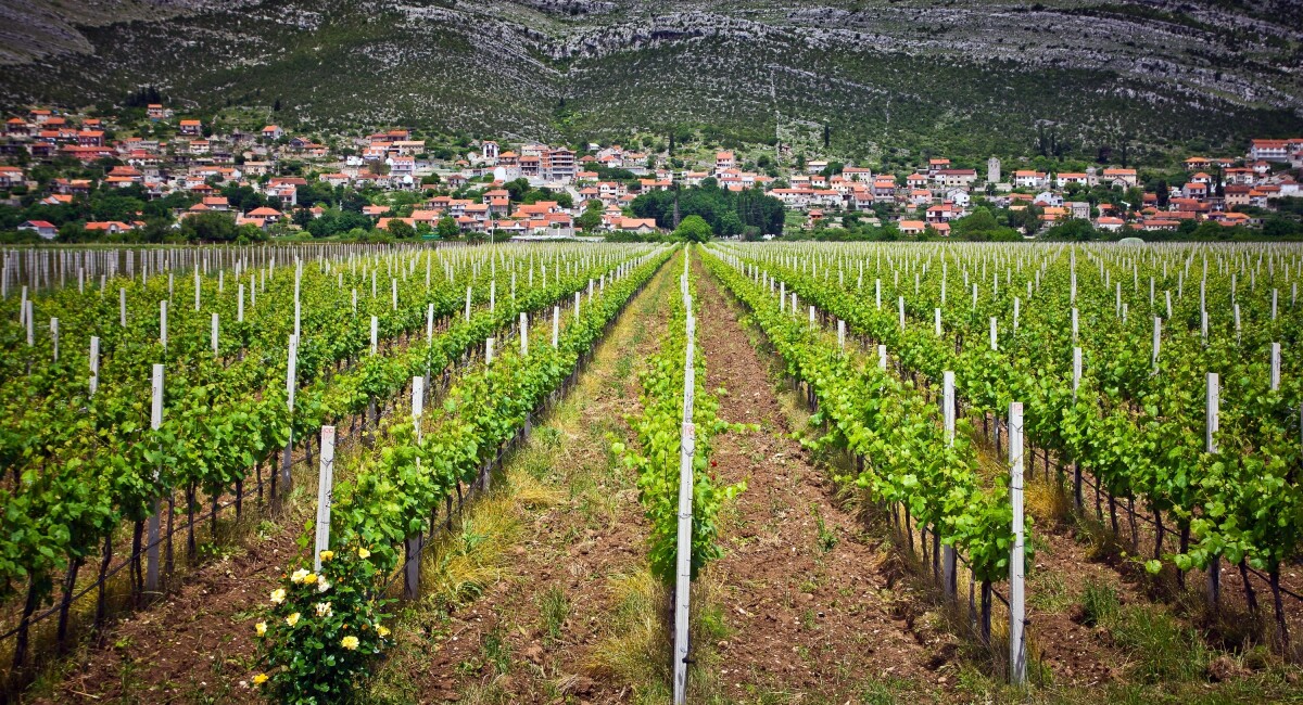 vinograd