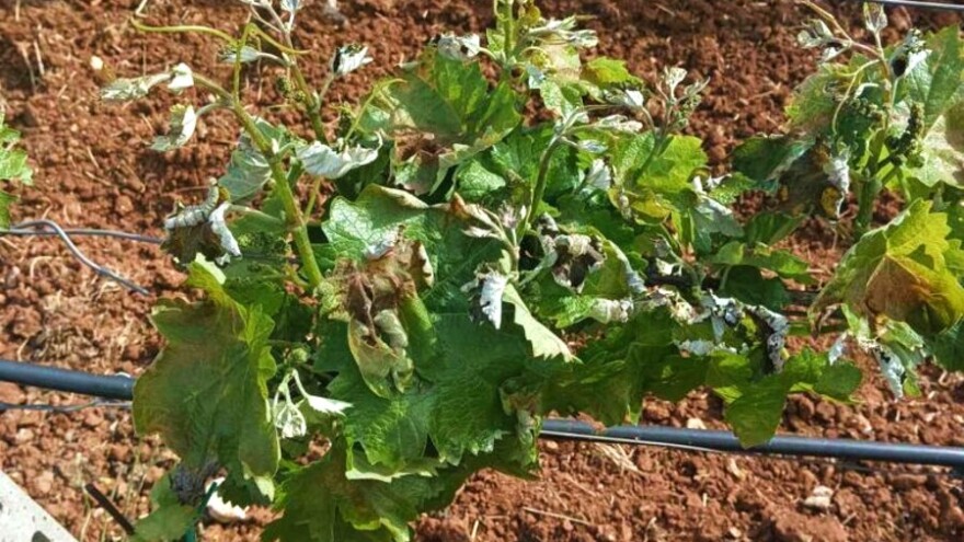 Preporuka za nasade stradale od mraza: Kako ih oporaviti?