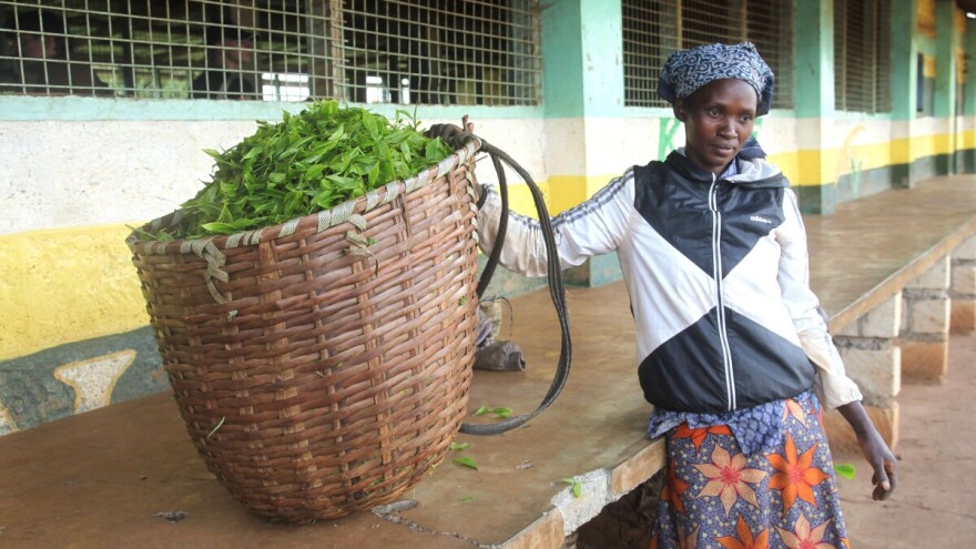 Kako su uzgajivači čaja postali vlasnici tvornica u Keniji