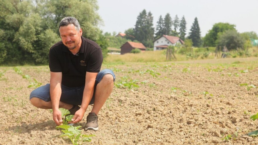 Kako su Kinezi “kumovali” proizvodnji buča u Zagorju