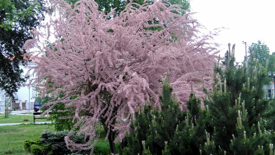 Tamaris - medonosna i ljekovita biljka