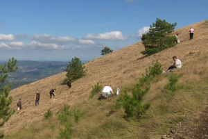 Tradicionalna berba ive: "Nema boljeg lijeka za bolove u stomaku"