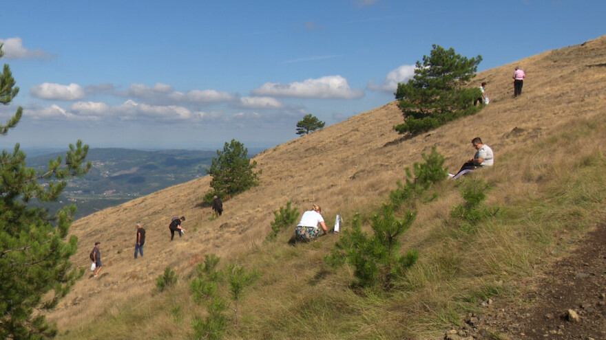 Tradicionalna berba ive: "Nema boljeg lijeka za bolove u stomaku"