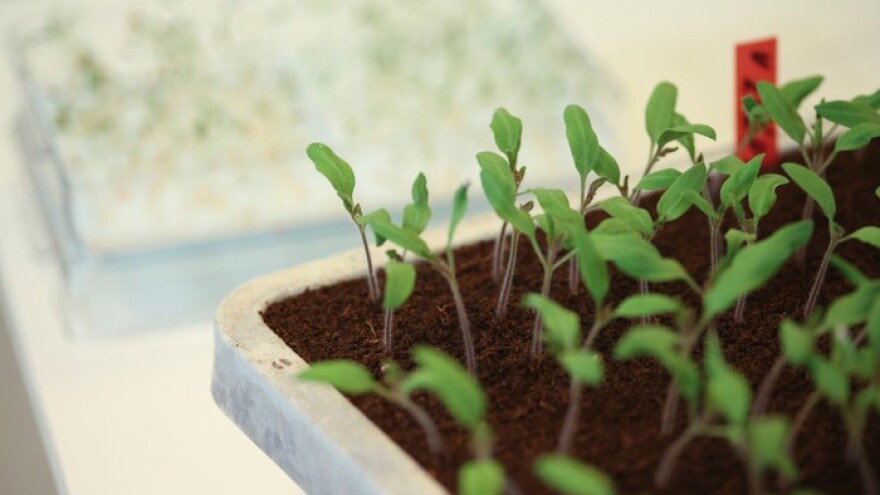 Započnite sezonu bez polijeganja sadnica!