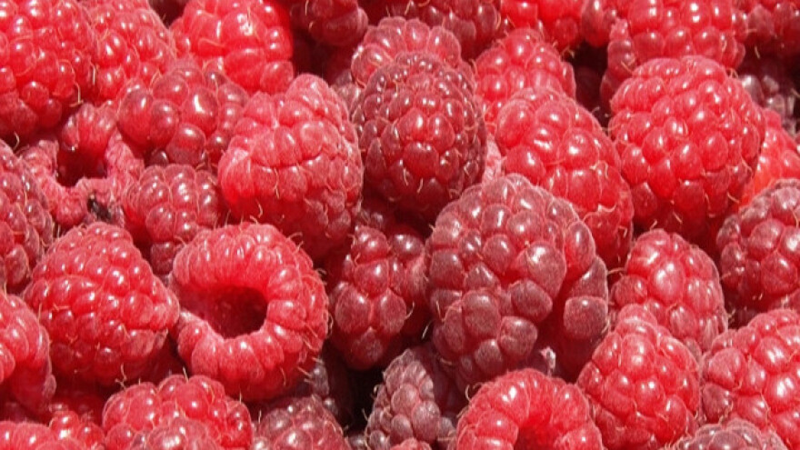 Usporen izvoz srpske maline