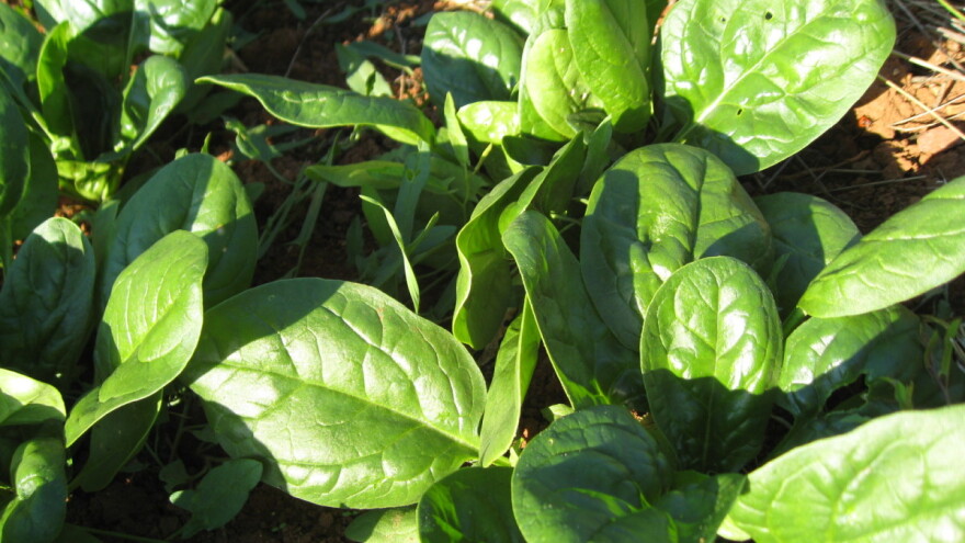 Špinat - idealni jesenski usjev