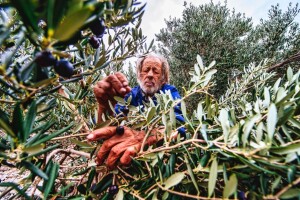 Ole Olea: Bolje marenda u masliniku nego banket u blitvi
