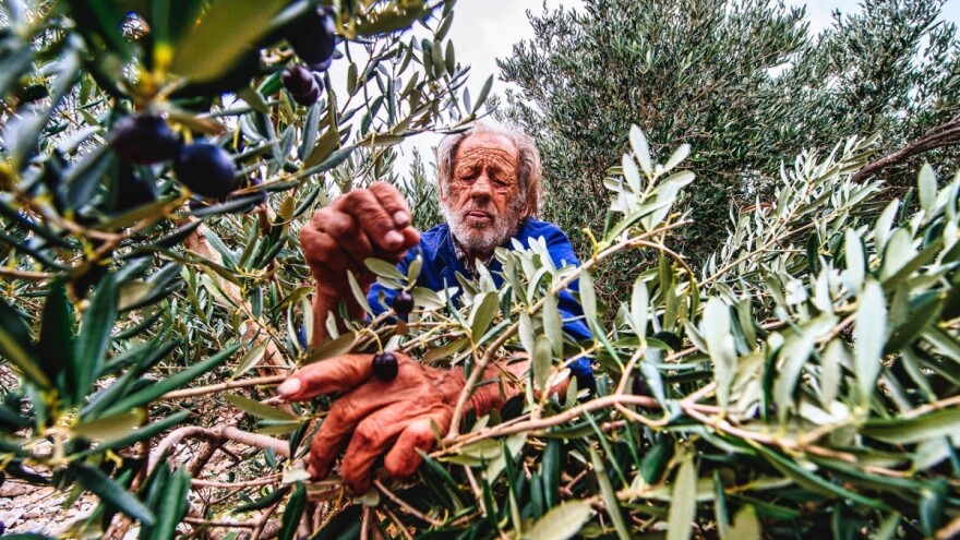 Ole Olea: Bolje marenda u masliniku nego banket u blitvi