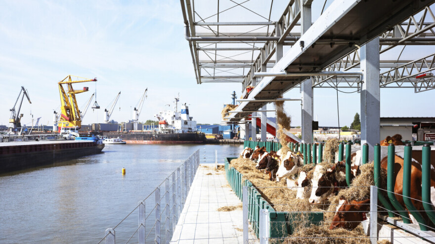 Plutajuća farma: Krave hrane ostacima iz restorana, a one grad opskrbljuju mlijekom