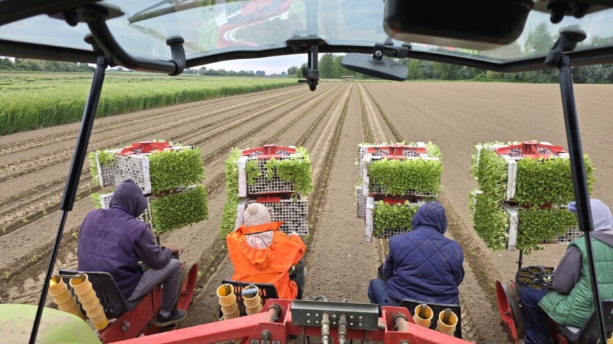 Završena sadnja duhana - poljoprivrednici 'ganjali' svaki sunčani dan