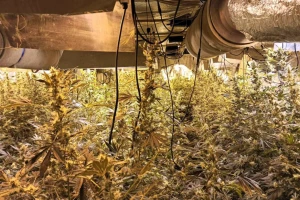 Pronađena laboratorija sa preko 400 stabljika kanabisa