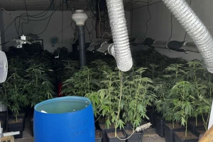 Otkrivena laboratorija za uzgoj marihuane u Šidu, uhapšene dve osobe