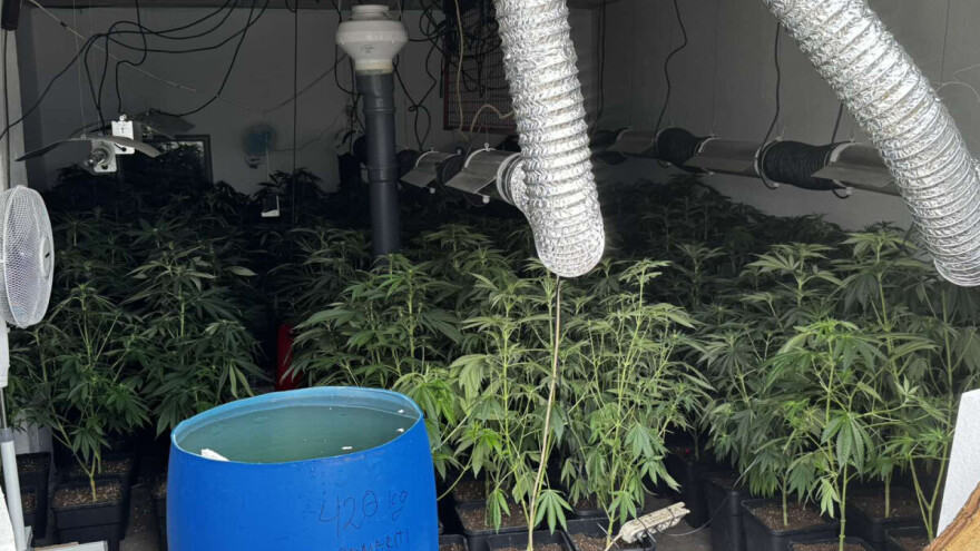 Otkrivena laboratorija za uzgoj marihuane u Šidu, uhapšene dve osobe