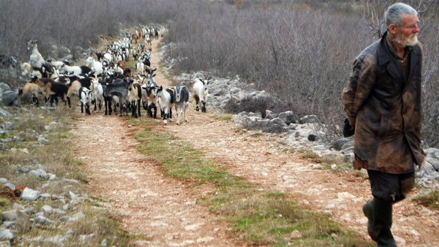 Crna koza nadmudrila vuka, ojarila se i s jarićem vratila u stado!