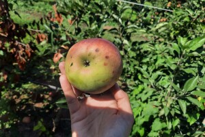 Gorke pjege na jabukama: Odvojite plodove tokom berbe i ne unosite ih u skladište