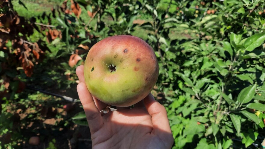 Gorke pjege na jabukama: Odvojite plodove tokom berbe i ne unosite ih u skladište